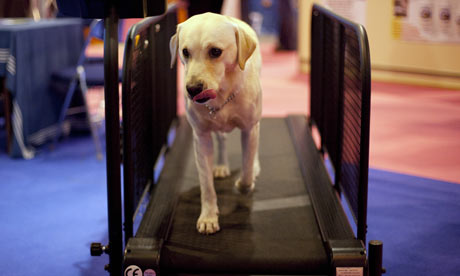 Dog on Treadmill - All Pet News