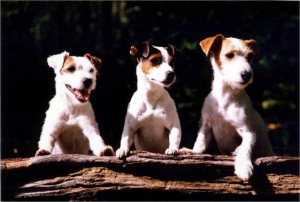 3 Different Russell Terrier Breeds 