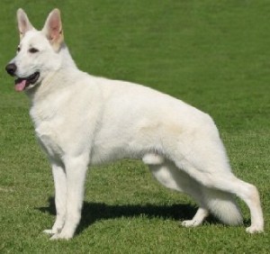 akc white german shepherd