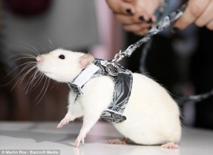 Pet Rats Hit New York Social Scene All Pet News,Great Gatsby Gin Rickey