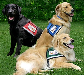 best dog breeds for service dogs
