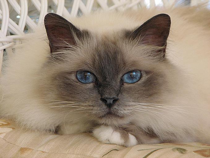Birman Cat All Pet News Birman Cat All Pet News