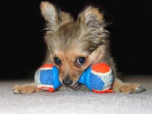 Unique Toys for Dogs