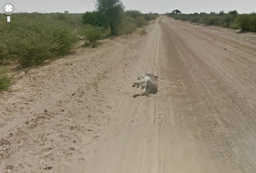google streetview runs over donkey
