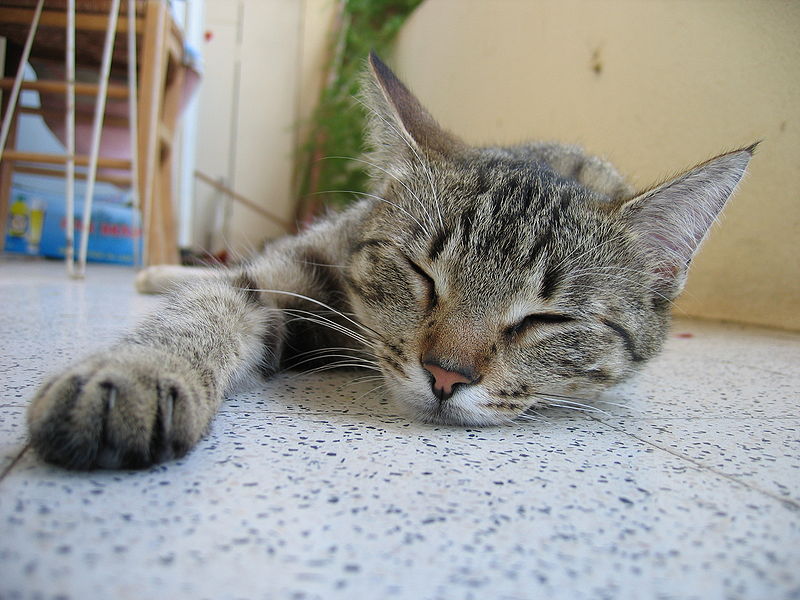 Cat Body Language What Do They Mean All Pet News