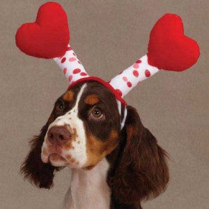 valentines dog costume