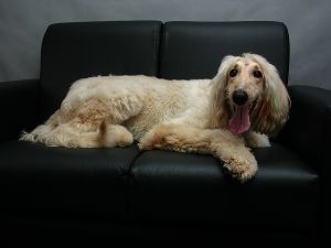 How To Keep Your Dogs Off Your Furniture All Pet News