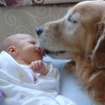 Dog Licking Baby