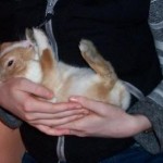 Massage Rabbit