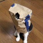 Cat in flour bag