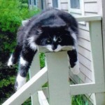 Cat on Railing