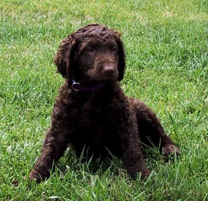 Curly Coated Retriever - All Pet News