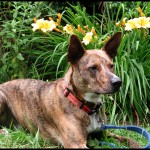 Dog with Lillies