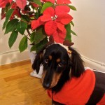 Dog with Poinsettia
