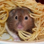 Mouse in Spaghetti
