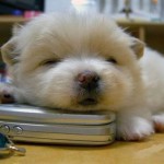 Puppy on Cell Phone