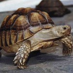 african spurred tortoise