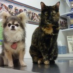 Cat and Dog at Vet Office