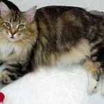 Maine coon cat