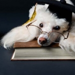 Top 10 Smartest Dog Breeds