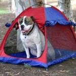 Camping Dog