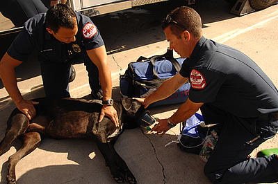 Oxygen Masks For Pets Save Lives - All Pet News