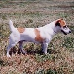 Russell Terrier