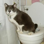 Toilet Training Cat