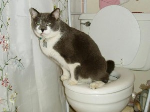 Don't flush cat feces down the toilet