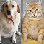 Overweight Dog and Cat