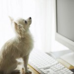 Dog Looking at Computer