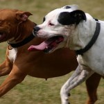 Dogs Running Together