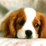 Sad Puppy