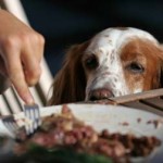 Dog Begging for Food