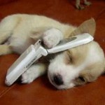 Dog on Phone