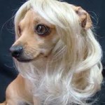 Dog with Wig
