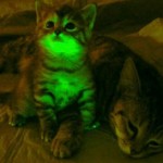 Glow in the Dark Cats
