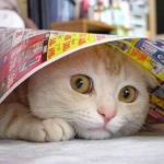 Cat Under Newspaper