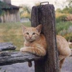 Cat in Fence