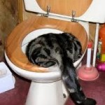 Cat in Toilet