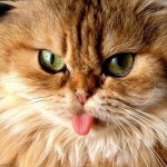 Cat with Tongue Out