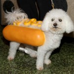 Corky Hot Dog Dog