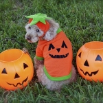 8 Ways To Make Halloween Safe And Fun For Your Pets