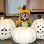 Pets in Costume 2