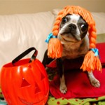 Pets in Costume 3