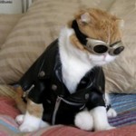 Pets in Costume 4