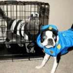Pets in Costume 5