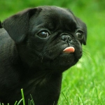 Top 5 Dogs Best Suited to Apartment Living