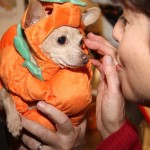 Pumpkin Puppy