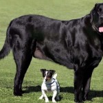 Small Dog with Large Dog
